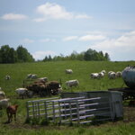 Príkrmisko pre teľatá