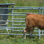 Príkrmisko pre teľatá