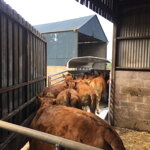 PREPRAVNÍK ZVIERAT NUGENT LS105 (L3015S) 2700 KG