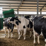 Drbadlo elektrické Double Agricow