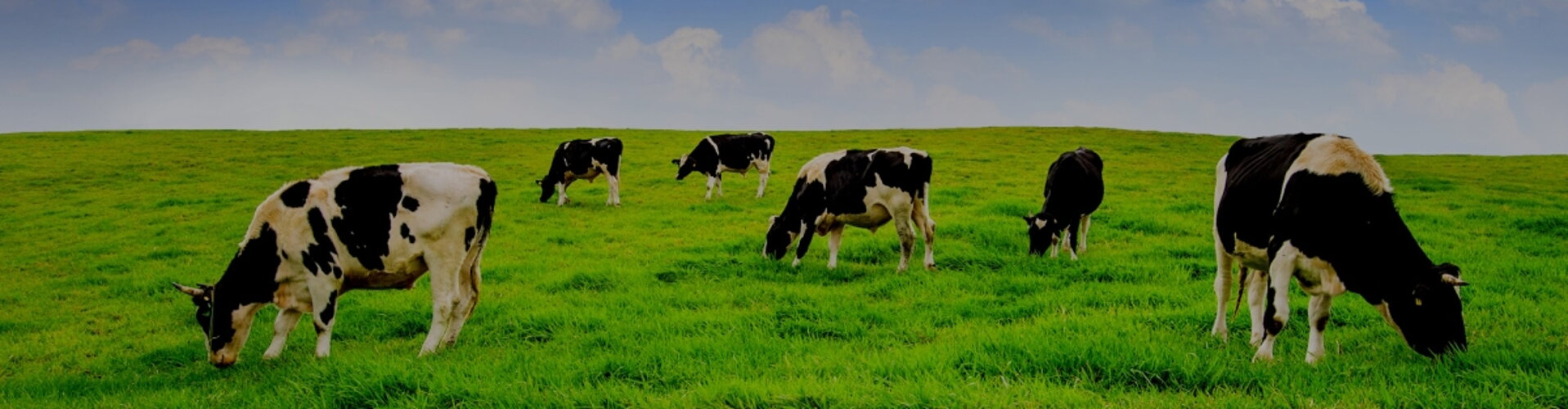 MOOTECHA