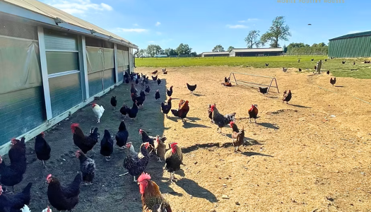 Ako mobilný kurník dbá o vaše sliepky?